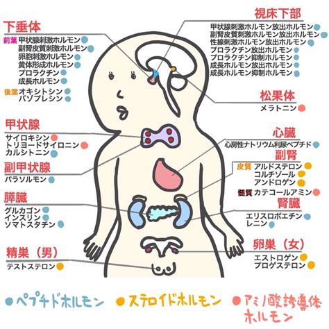 生理作用